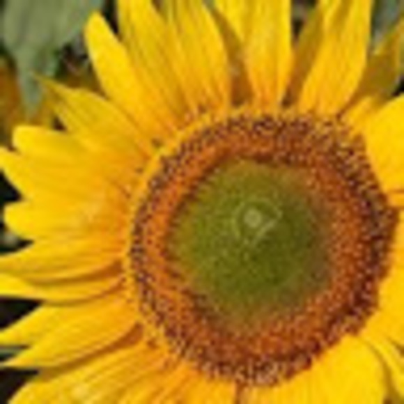 Meet your Posher, Sandra - Picture 1 of 1